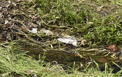 Rubbish caught along the bank of Stony Creek
